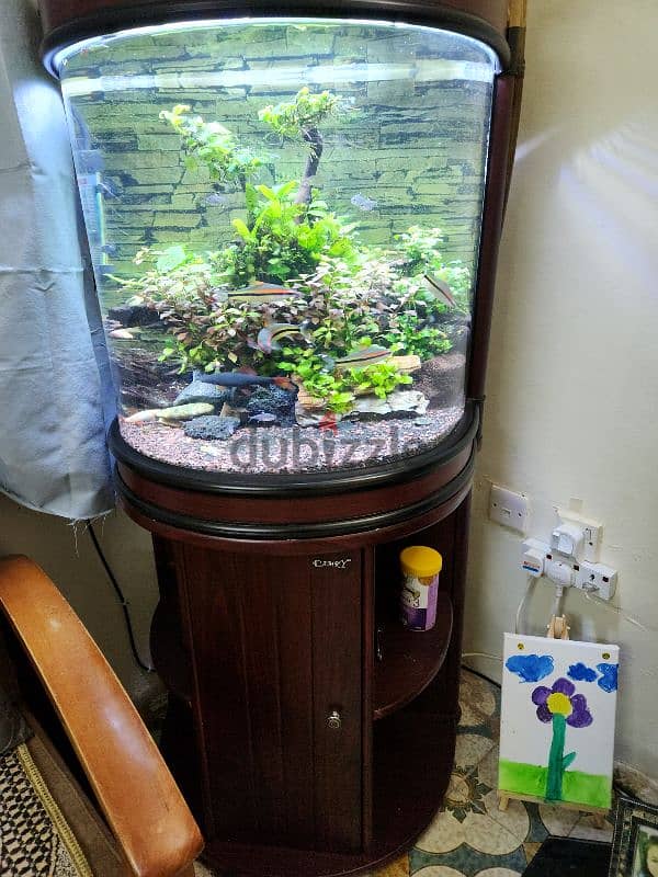 Planted Aquarium BD55 2