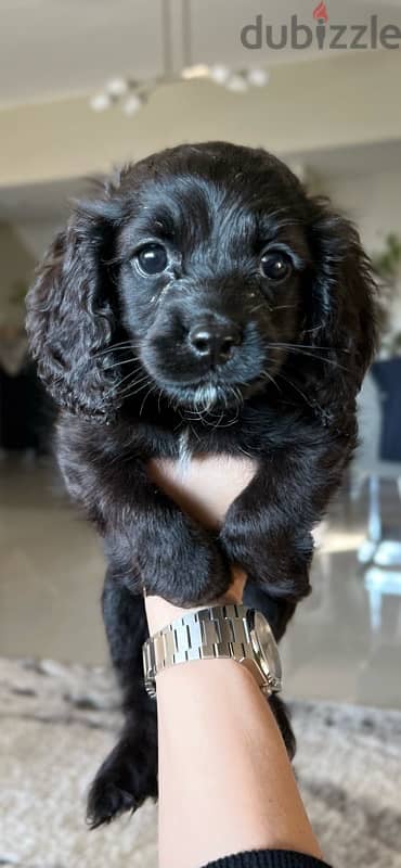 cockapoo puppies for sale. 0