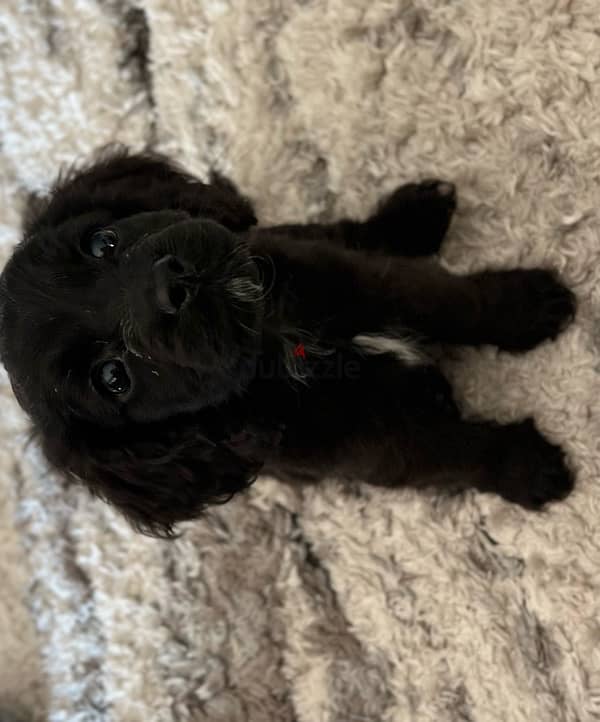 cockapoo puppies for sale. 1