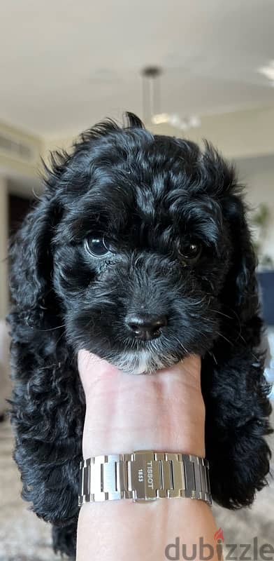 cockapoo puppies for sale. 2