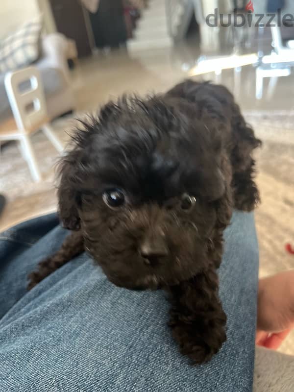 cockapoo puppies for sale. 4