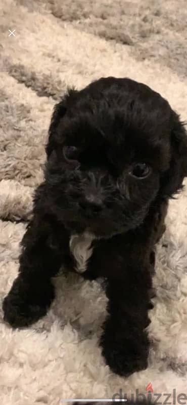 cockapoo puppies for sale. 5