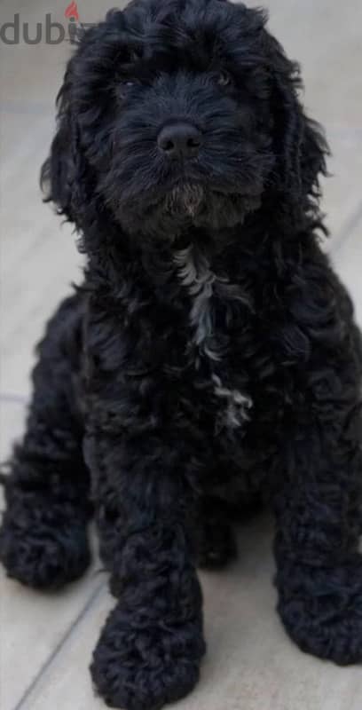 cockapoo puppies for sale. 6