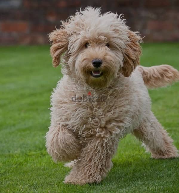 cockapoo puppies for sale. 7