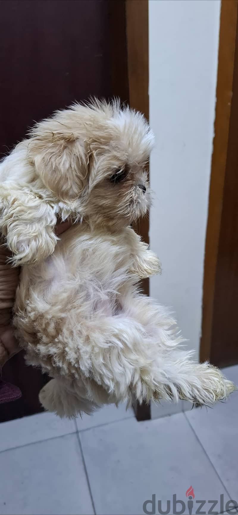 Shihtzu 2