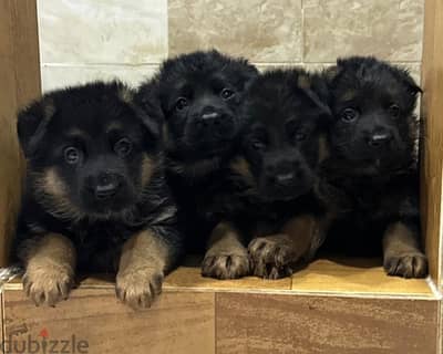 German shepherd puppies top quality يراوه جيرمن شيبرد مستوى عالي