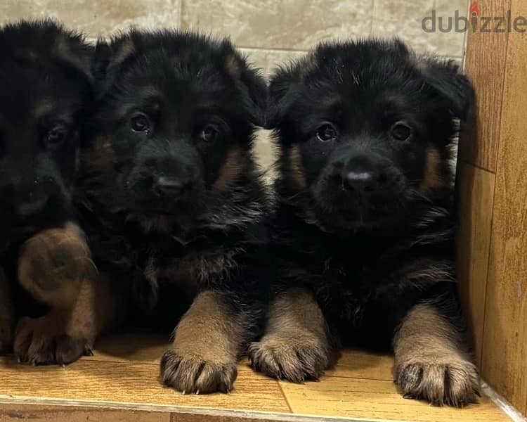 German shepherd puppies top quality يراوه جيرمن شيبرد مستوى عالي 1