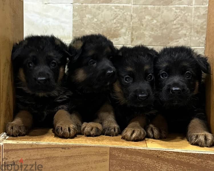 German shepherd puppies top quality يراوه جيرمن شيبرد مستوى عالي 2