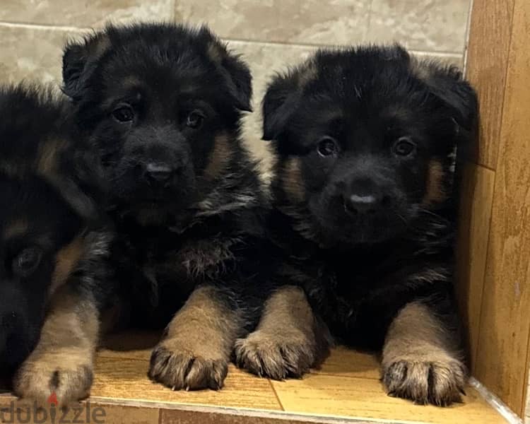 German shepherd puppies top quality يراوه جيرمن شيبرد مستوى عالي 3