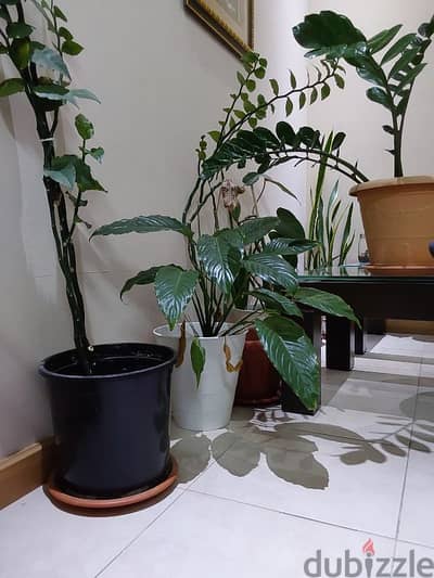 Indoor plants for sale