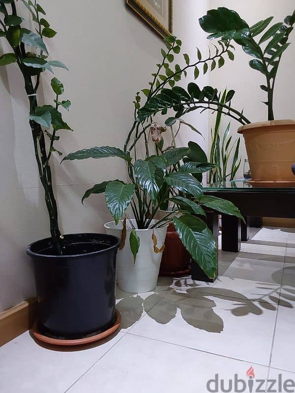 Indoor plants for sale 0