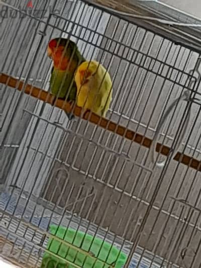 love bird pair