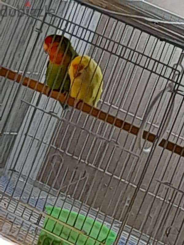 love bird pair 0