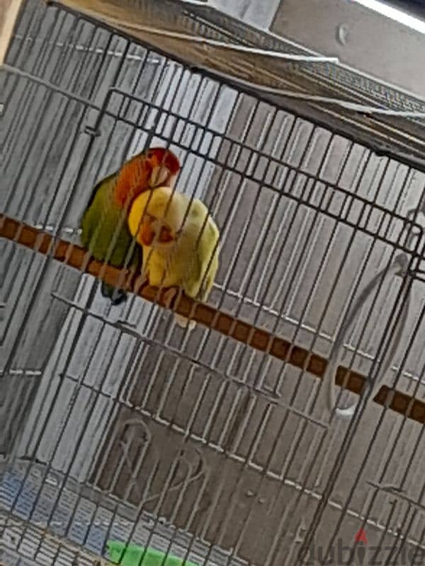 love bird pair 1