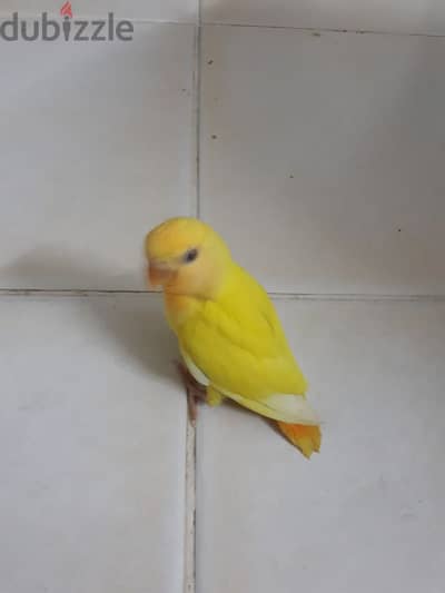 Latino  red eye love bird for sale. .