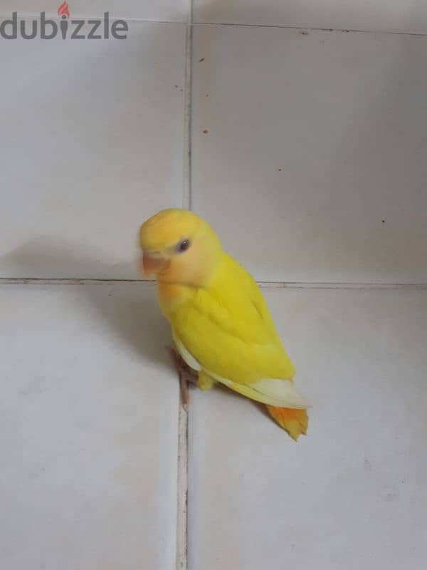 Latino  red eye love bird for sale. . 0