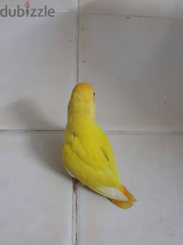 Latino  red eye love bird for sale. . 1