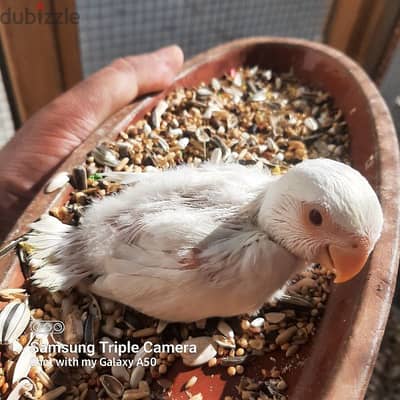 for sale albino chick love bird jumbo size 13