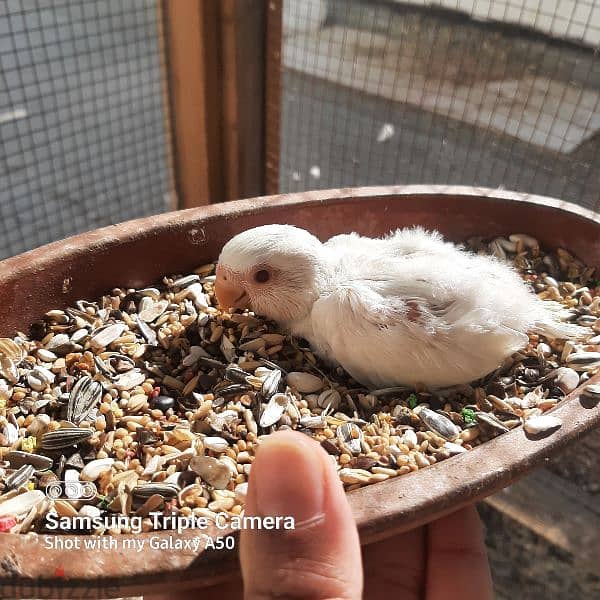 for sale albino chick love bird jumbo size 13 1