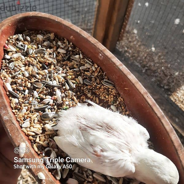 for sale albino chick love bird jumbo size 13 2