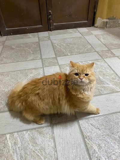 Male Cat Free Adoption قط ذكر للتبني مجاناً