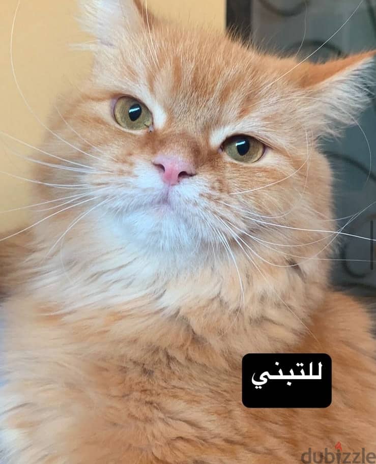 Male Cat Free Adoption قط ذكر للتبني مجاناً 3