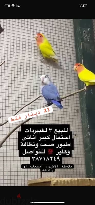 لفبيردات