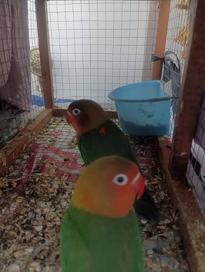 african lovebirds pair