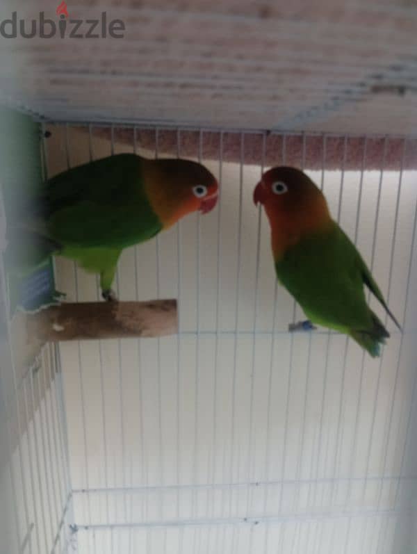 african lovebirds pair 1