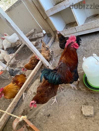 red Fransi chicken for sale daily eggs