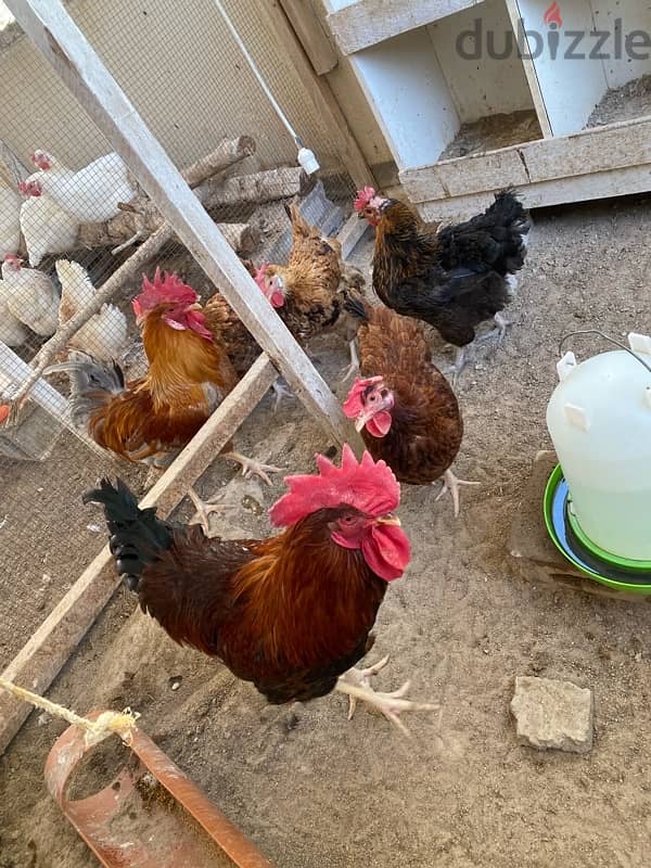 red Fransi chicken for sale daily eggs 1