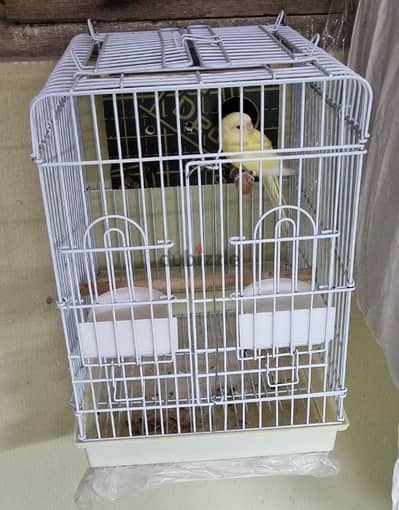 PARROT CAGE