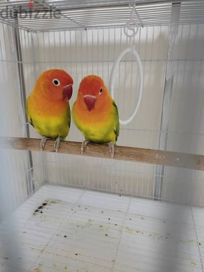 Love Birds Good mutations