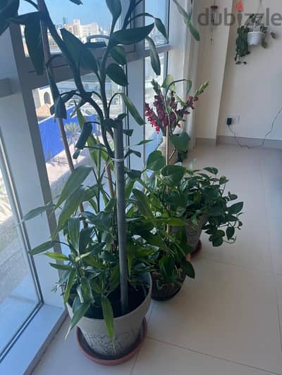 plants for sale