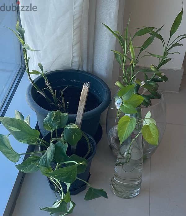 plants for sale 1