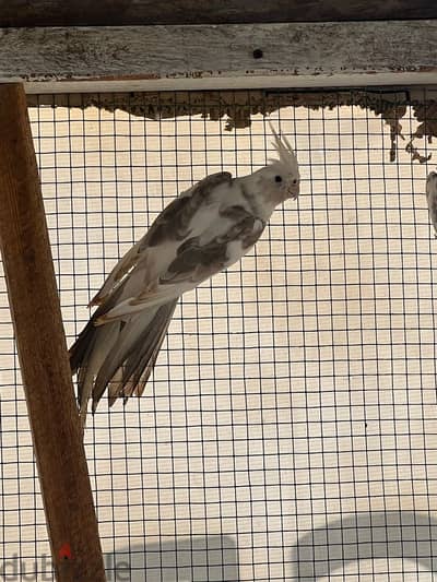 نثية كوكتيل Cockatiel Female