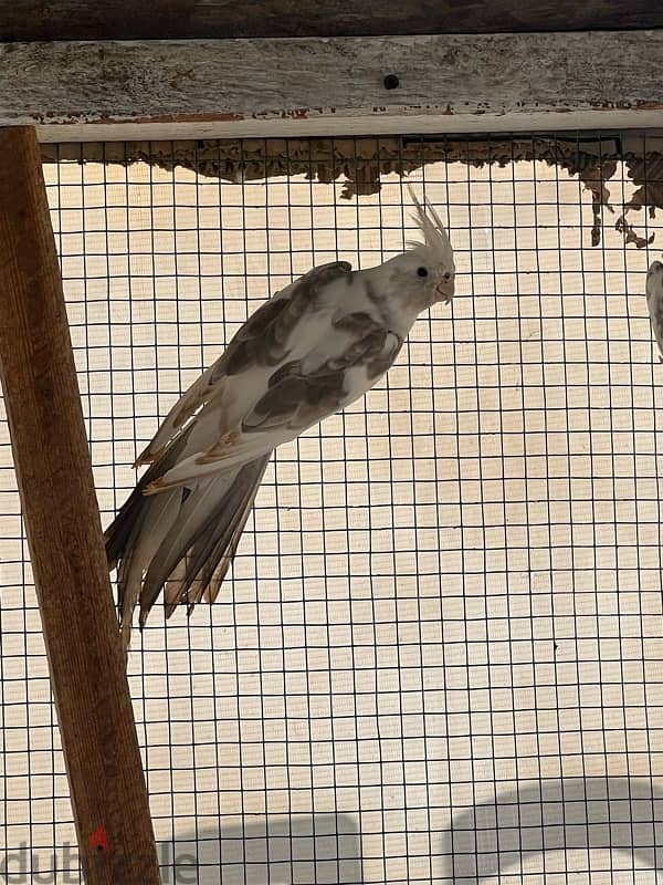 نثية كوكتيل Cockatiel Female 0