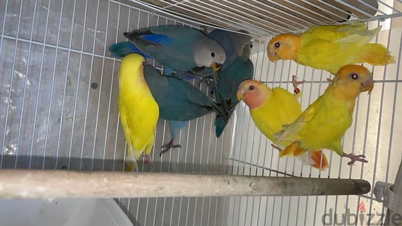 lover birds for sale 0