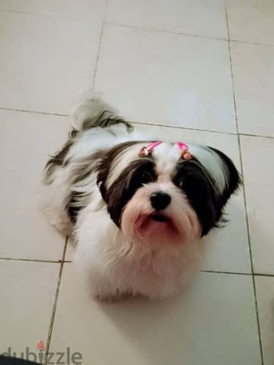 7 months old Male shihtzu for sale