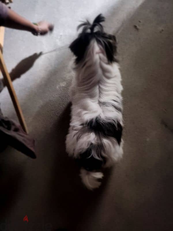 7 months old Male shihtzu for sale 1