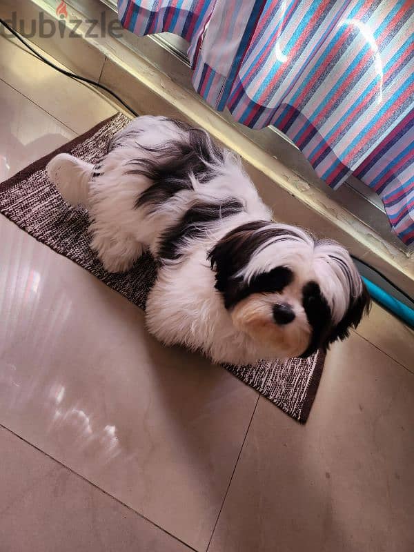 7 months old Male shihtzu for sale 2