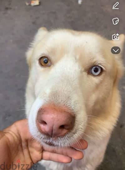 Husky for sale very rare Husky blue eyes and hazel eyes