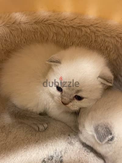 Scottish fold female kitten