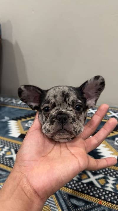 french bulldog puppies