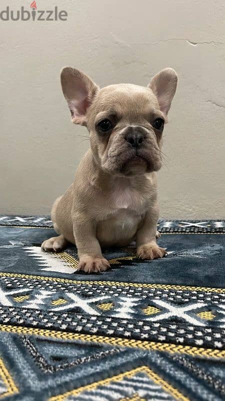 french bulldog puppies 1