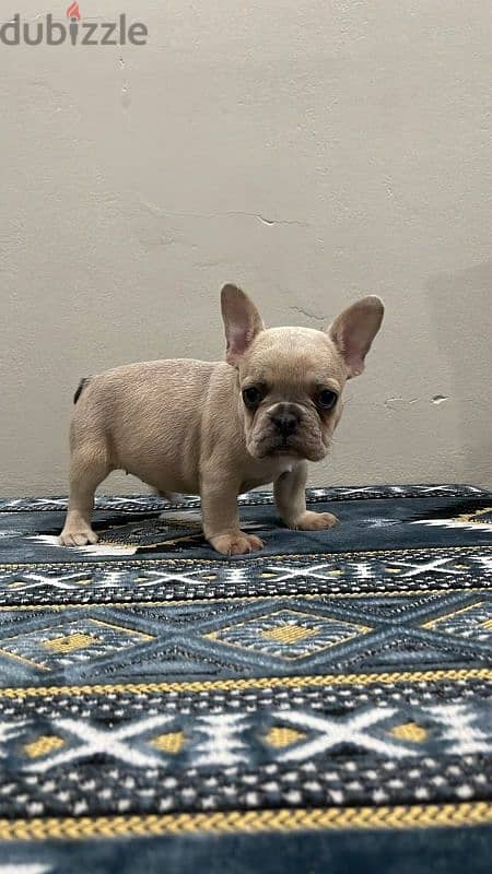 french bulldog puppies 2