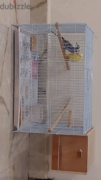 birds for sale