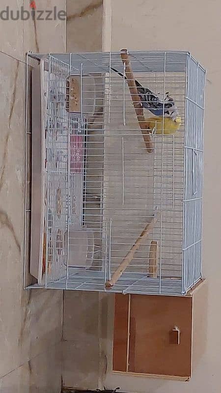 birds for sale 0