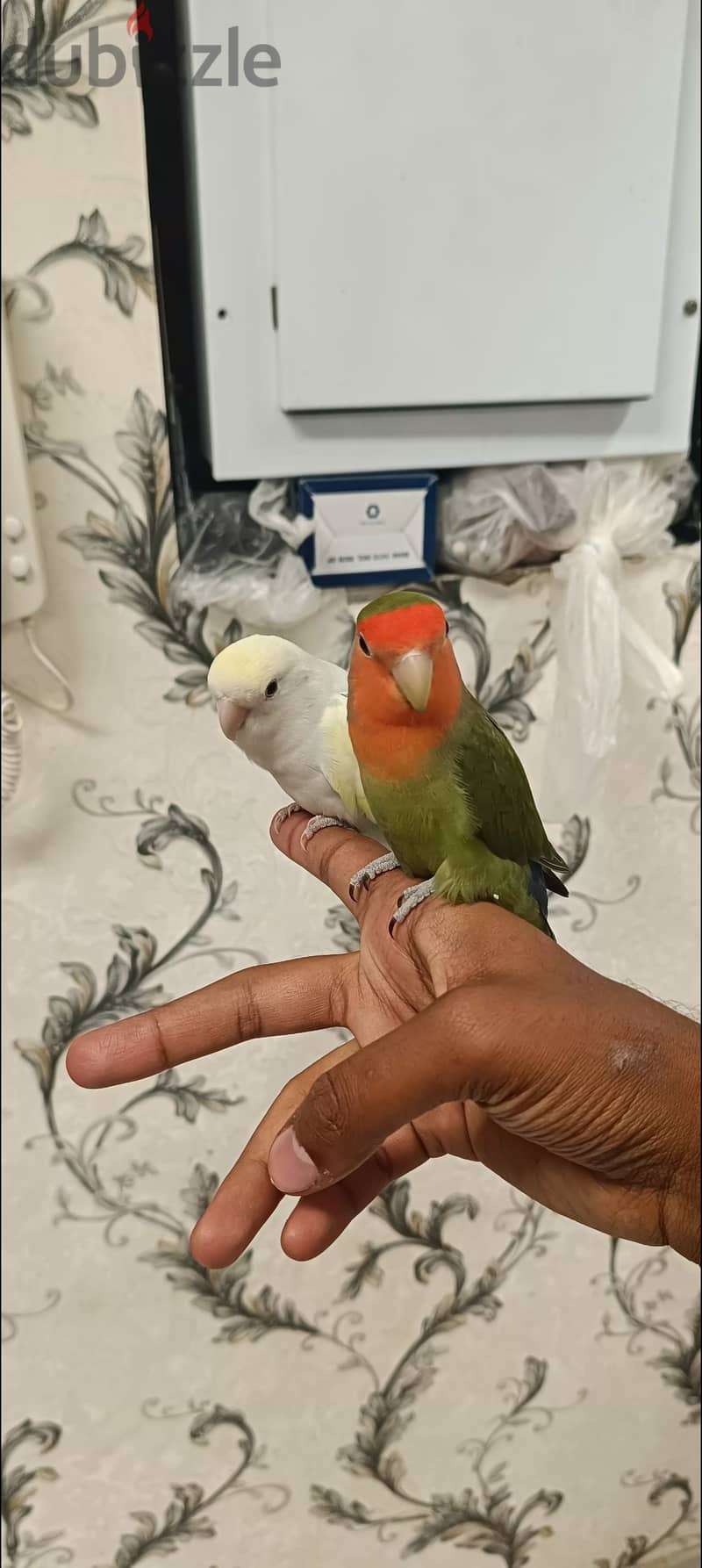 Fully Tamed Love birds beautiful colors لف بيرد اليف جدا 0