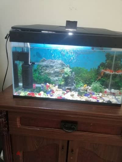 fish aquarium with filter and 4 fishes with decoration & like a light